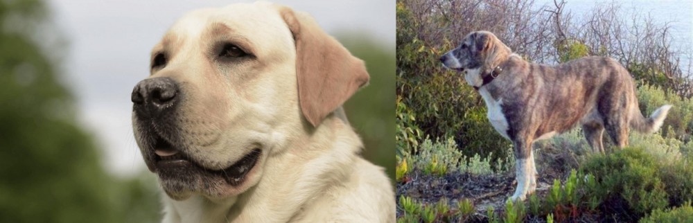 Rafeiro do Alentejo vs Labrador Retriever - Breed Comparison
