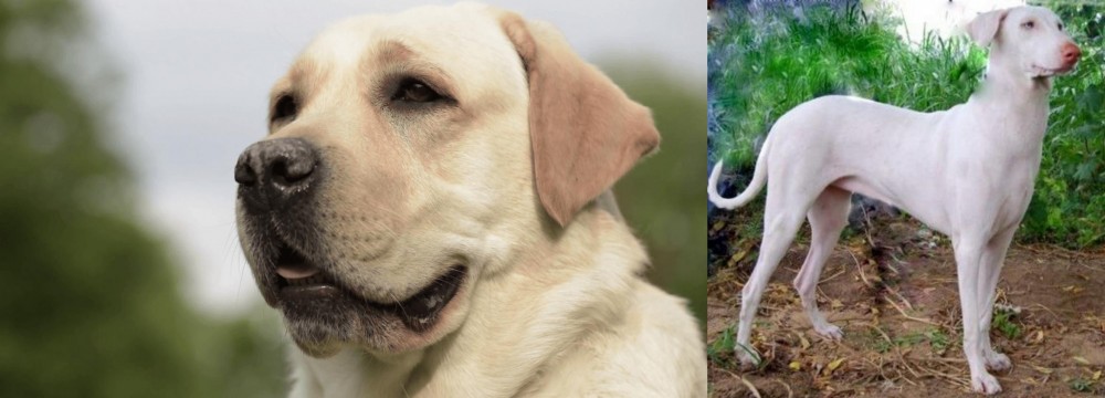 Rajapalayam vs Labrador Retriever - Breed Comparison