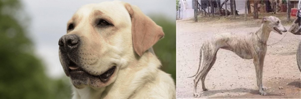 Rampur Greyhound vs Labrador Retriever - Breed Comparison