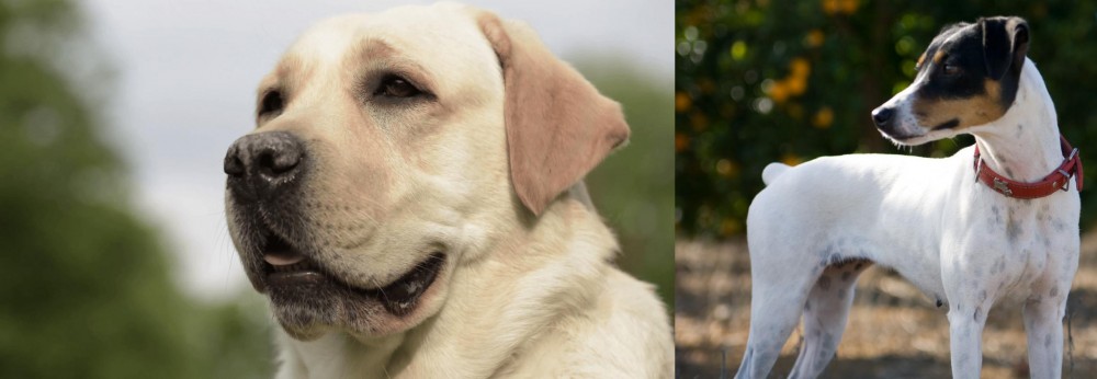 Ratonero Bodeguero Andaluz vs Labrador Retriever - Breed Comparison