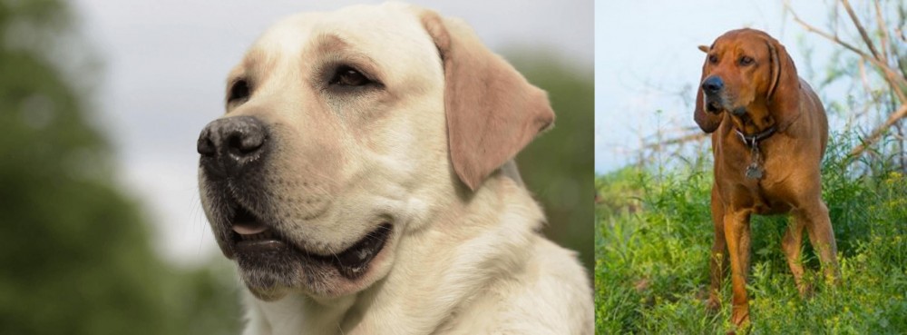 Redbone Coonhound vs Labrador Retriever - Breed Comparison