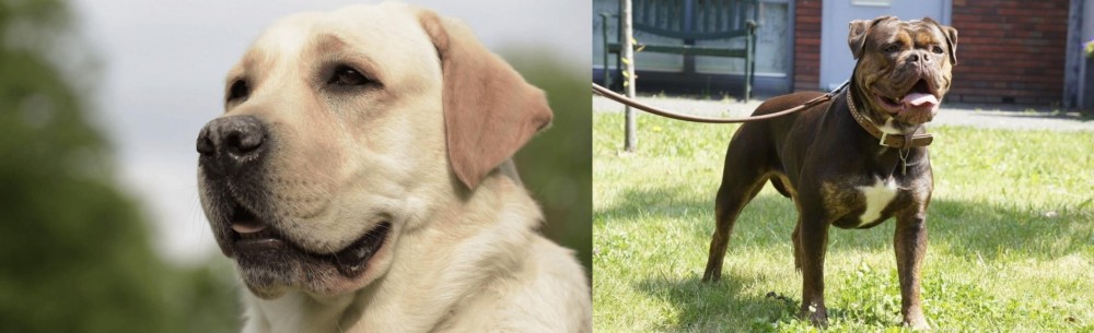 Renascence Bulldogge vs Labrador Retriever - Breed Comparison