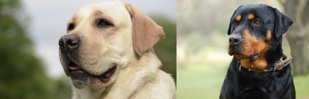 Rottweiler vs Labrador Retriever - Breed Comparison