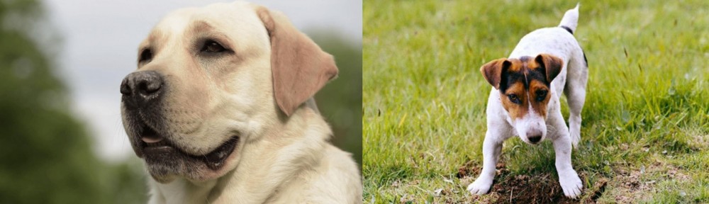 Russell Terrier vs Labrador Retriever - Breed Comparison