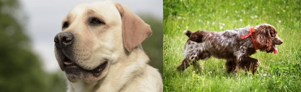 Russian Spaniel vs Labrador Retriever - Breed Comparison