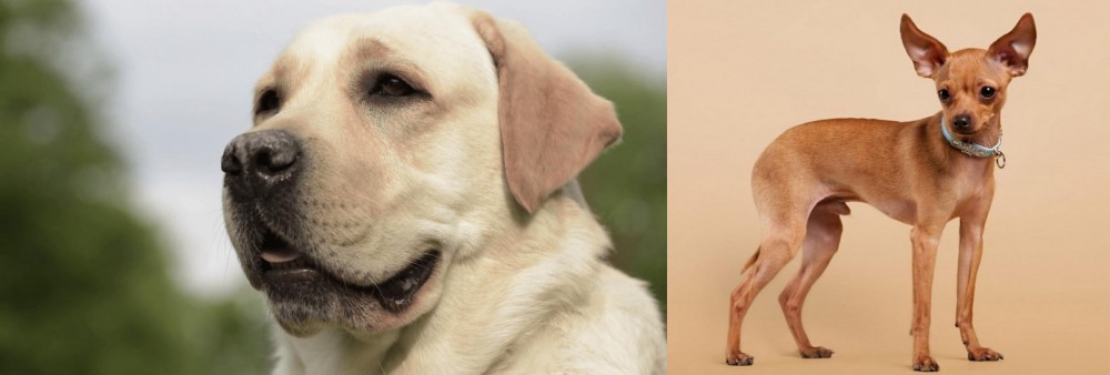 Russian Toy Terrier vs Labrador Retriever - Breed Comparison