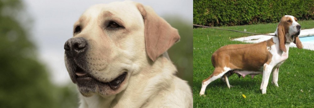 Sabueso Espanol vs Labrador Retriever - Breed Comparison