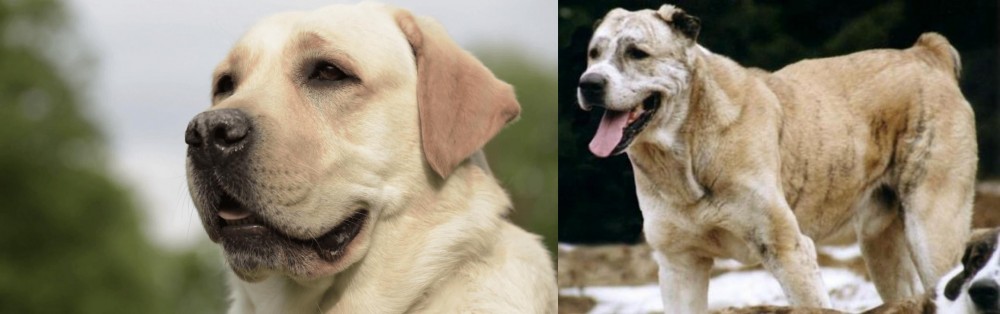 Sage Koochee vs Labrador Retriever - Breed Comparison