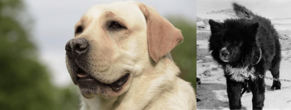 Sakhalin Husky vs Labrador Retriever - Breed Comparison