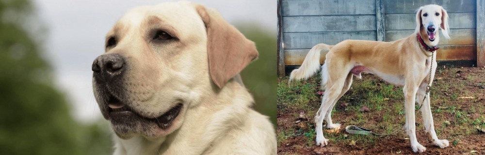 Saluki vs Labrador Retriever - Breed Comparison