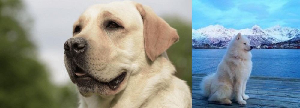 Samoyed vs Labrador Retriever - Breed Comparison