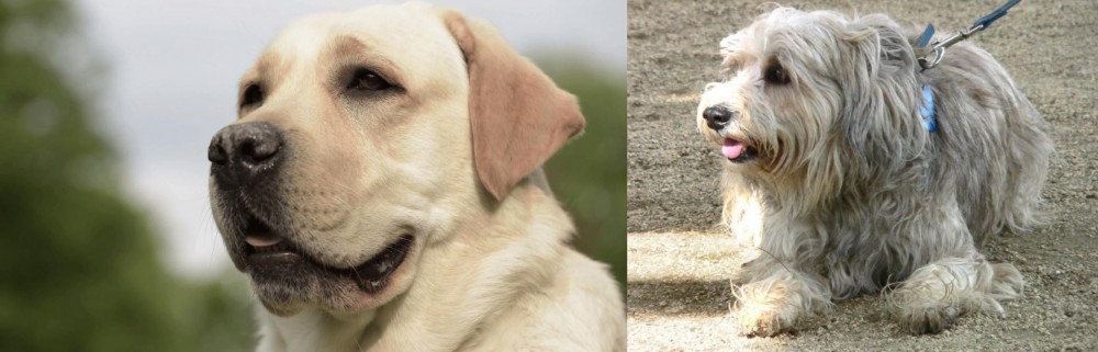 Sapsali vs Labrador Retriever - Breed Comparison