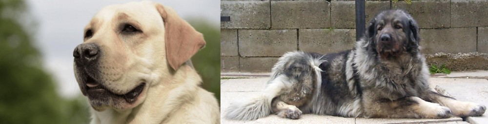 Sarplaninac vs Labrador Retriever - Breed Comparison