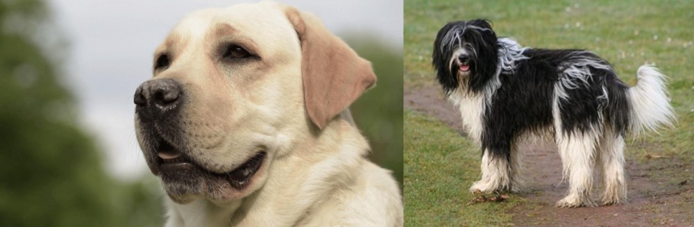 Schapendoes vs Labrador Retriever - Breed Comparison
