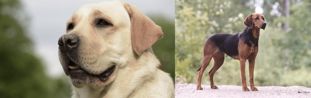 Schillerstovare vs Labrador Retriever - Breed Comparison