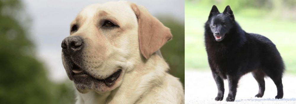 Schipperke vs Labrador Retriever - Breed Comparison