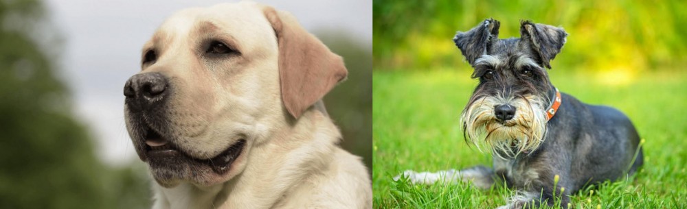 Schnauzer vs Labrador Retriever - Breed Comparison