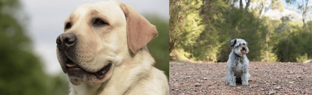 Schnoodle vs Labrador Retriever - Breed Comparison