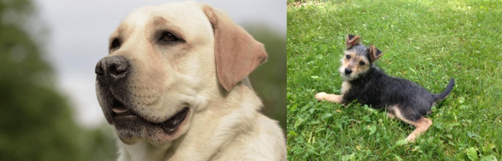 Schnorkie vs Labrador Retriever - Breed Comparison