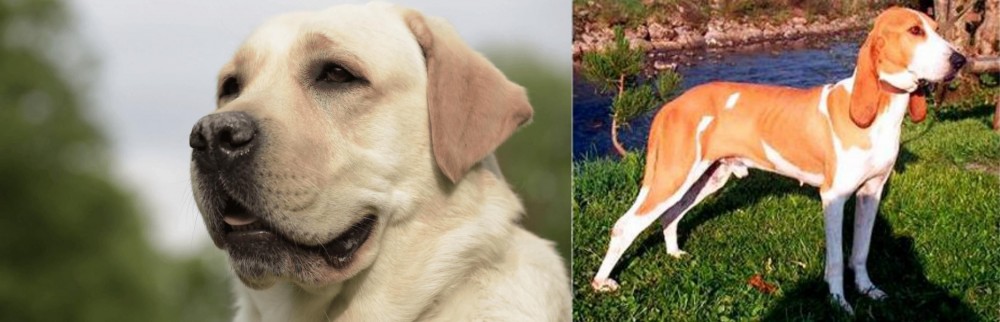 Schweizer Laufhund vs Labrador Retriever - Breed Comparison