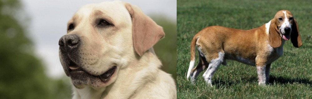 Schweizer Niederlaufhund vs Labrador Retriever - Breed Comparison