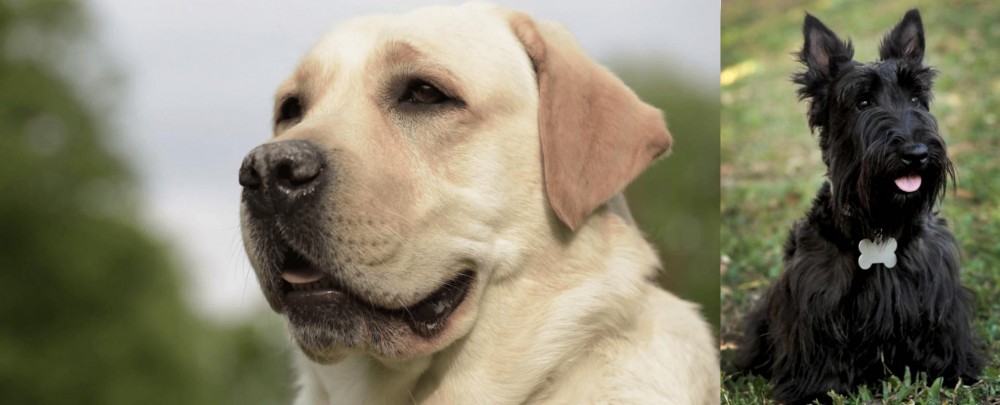 Scoland Terrier vs Labrador Retriever - Breed Comparison
