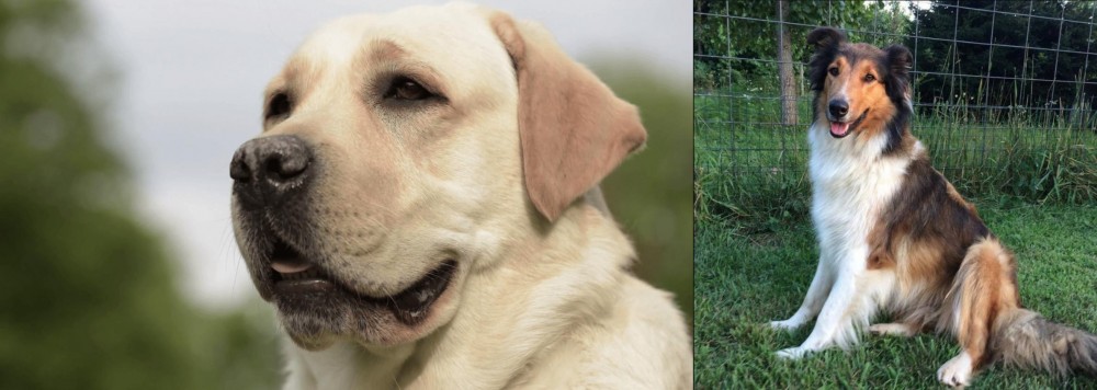 Scotch Collie vs Labrador Retriever - Breed Comparison