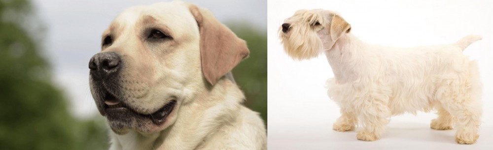 Sealyham Terrier vs Labrador Retriever - Breed Comparison