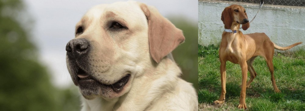Segugio Italiano vs Labrador Retriever - Breed Comparison