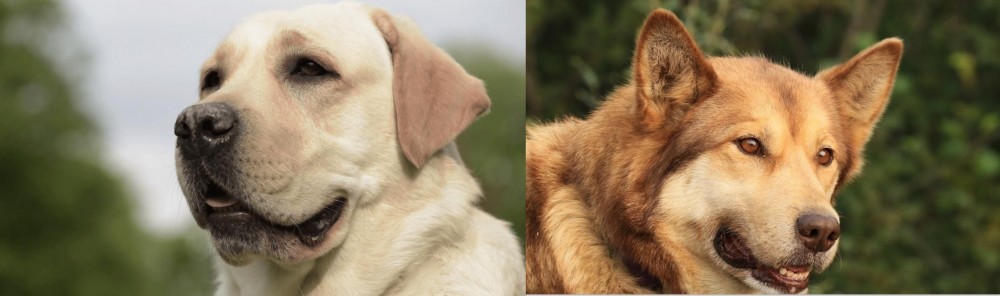 Seppala Siberian Sleddog vs Labrador Retriever - Breed Comparison
