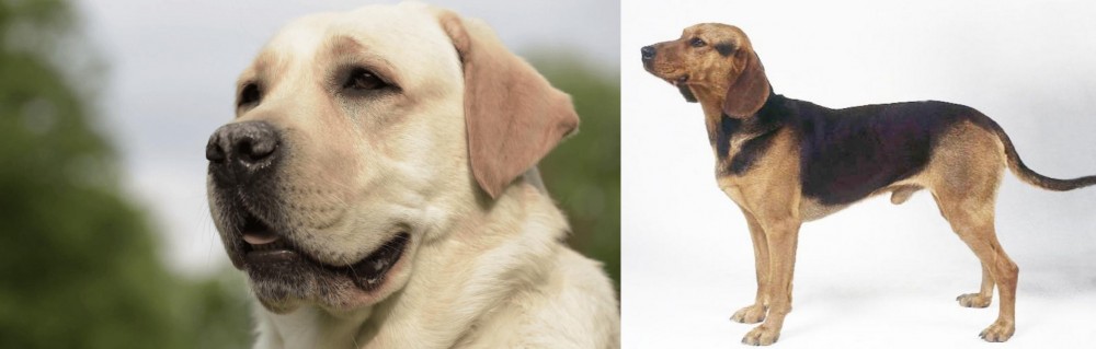 Serbian Hound vs Labrador Retriever - Breed Comparison