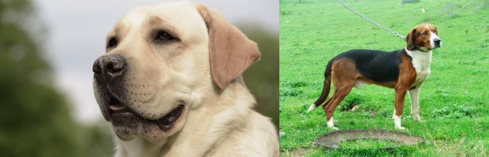 Serbian Tricolour Hound vs Labrador Retriever - Breed Comparison