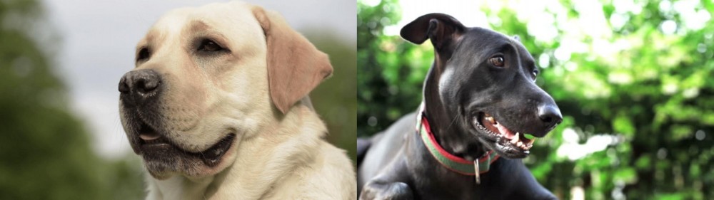 Shepard Labrador vs Labrador Retriever - Breed Comparison