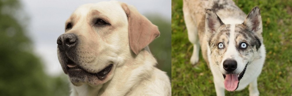 Shepherd Husky vs Labrador Retriever - Breed Comparison