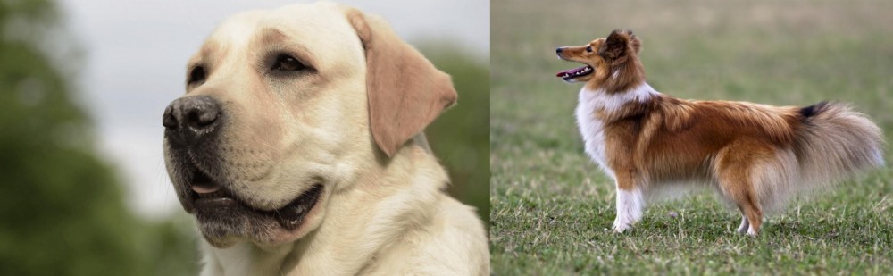 Shetland Sheepdog vs Labrador Retriever - Breed Comparison