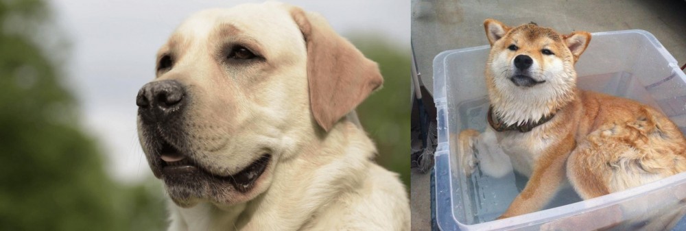 Shiba Inu vs Labrador Retriever - Breed Comparison