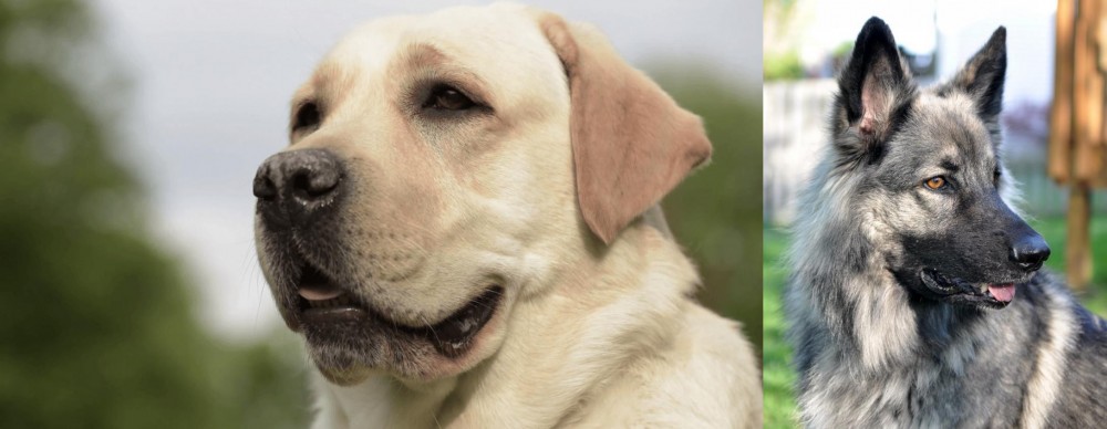 Shiloh Shepherd vs Labrador Retriever - Breed Comparison