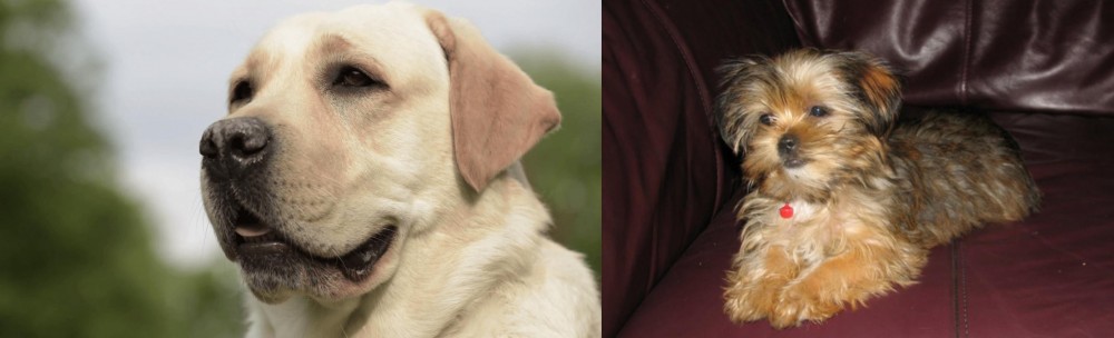 Shorkie vs Labrador Retriever - Breed Comparison