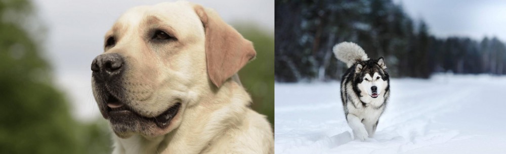 Siberian Husky vs Labrador Retriever - Breed Comparison