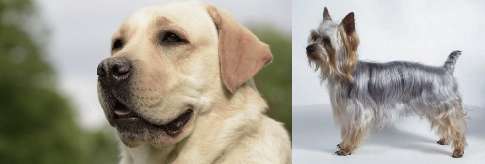 Silky Terrier vs Labrador Retriever - Breed Comparison