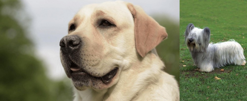 Skye Terrier vs Labrador Retriever - Breed Comparison
