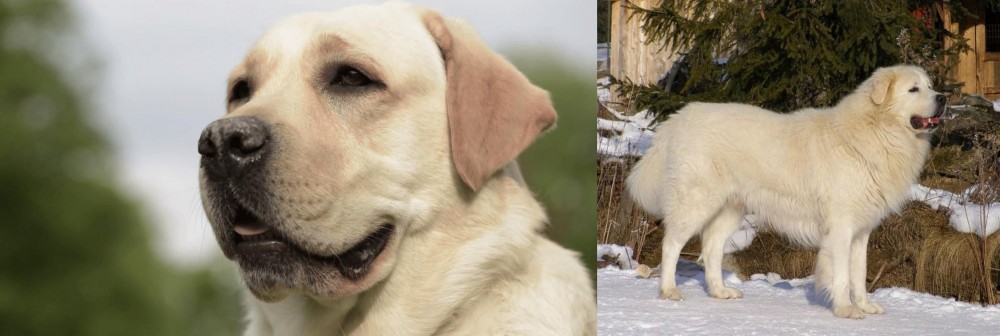 Slovak Cuvac vs Labrador Retriever - Breed Comparison