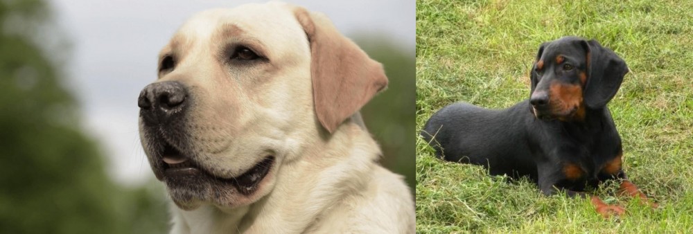 Slovakian Hound vs Labrador Retriever - Breed Comparison