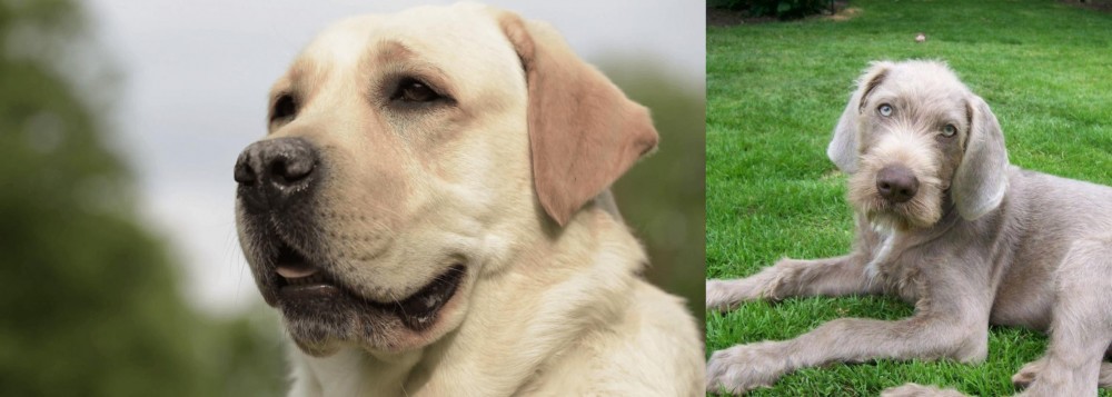 Slovakian Rough Haired Pointer vs Labrador Retriever - Breed Comparison