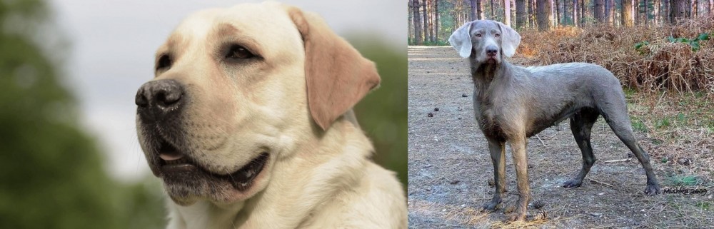 Slovensky Hrubosrsty Stavac vs Labrador Retriever - Breed Comparison