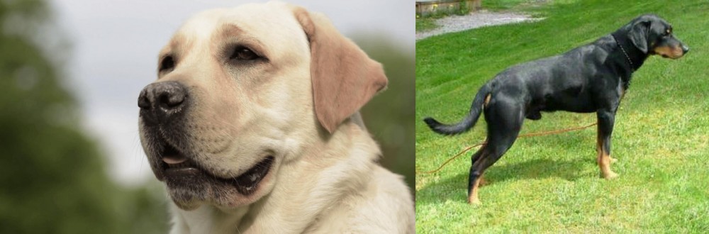 Smalandsstovare vs Labrador Retriever - Breed Comparison