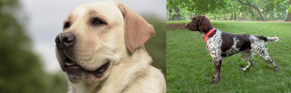 Small Munsterlander vs Labrador Retriever - Breed Comparison