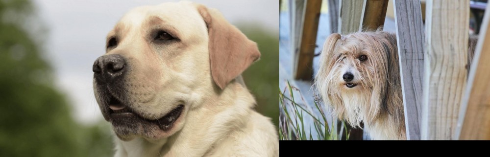 Smithfield vs Labrador Retriever - Breed Comparison