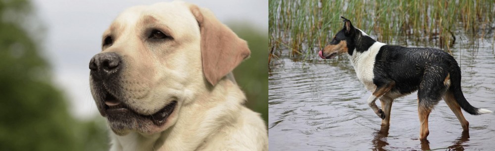 Smooth Collie vs Labrador Retriever - Breed Comparison