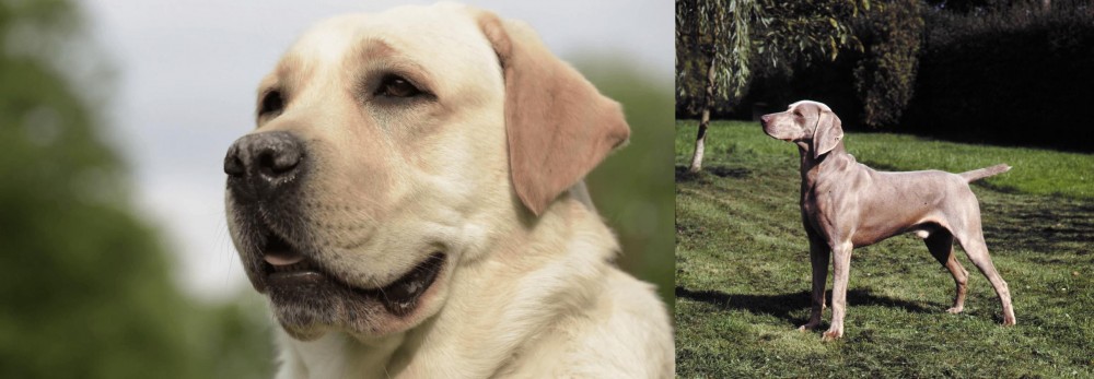 Smooth Haired Weimaraner vs Labrador Retriever - Breed Comparison